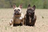 BOULEDOGUE FRANCAIS 347